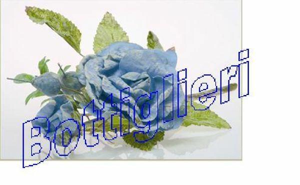 ROSA IMBIANCATA + BOCC. COL ASS.TI   @
