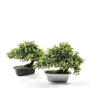 PIANTA BONSAI VERDE IN VASO 24 X 16 X H 23 CM ASS