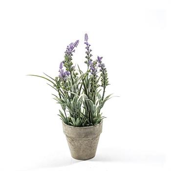 PIANTA LAVANDA IN VASO D. 10,5 X H 31 CM