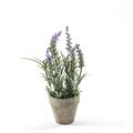 PIANTA LAVANDA IN VASO D. 10,5 X H 31 CM