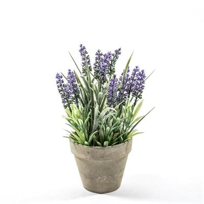 PIANTA LAVANDA IN VASO D. 13 X H 30 CM
