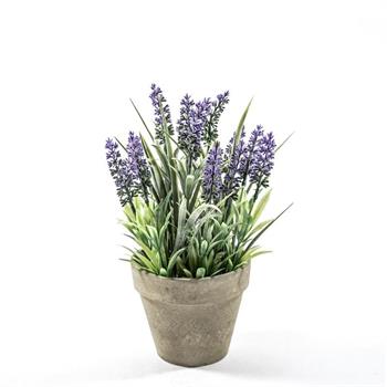 PIANTA LAVANDA IN VASO D. 13 X H 30 CM