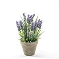 PIANTA LAVANDA IN VASO D. 13 X H 30 CM