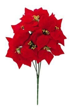 PIANTA STELLA DI NATALE D. 35 X H 50 CM