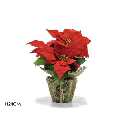 PIANTA STELLA DI NATALE ROSSA 24 CM